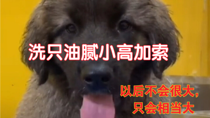 ล้างแค่คอเคซัสพันธุ์หายากตัวนี้ ต่อไปมันคงไม่โตมาก แค่ค่อนข้างใหญ่เท่านั้น