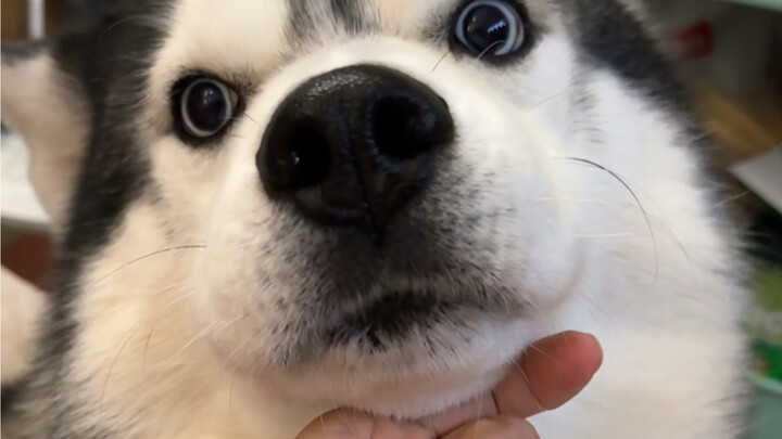 Còn giả vờ kiêu kỳ cái gì?