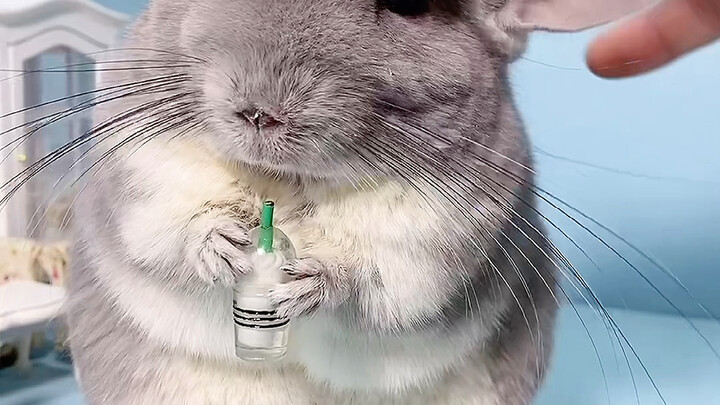 Do Totoro live in groups or alone?