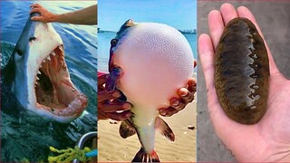 Catching Seafood 🦀 ASMR Relaxing #398