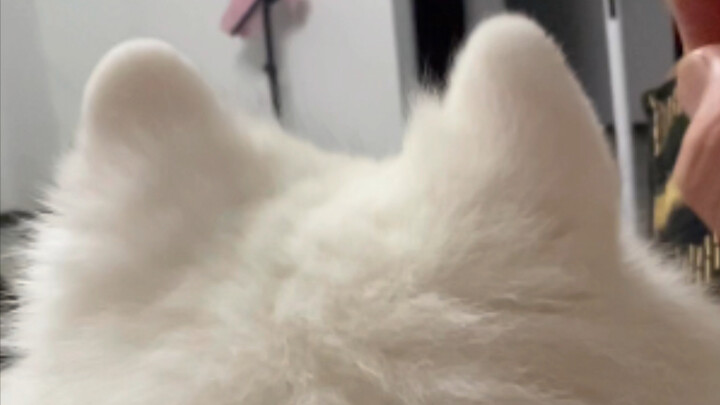 Phần tiếp theo của đôi tai làm từ thạch đã đến rồi! Không bị ăn mất, vẫn còn nguyên đó!