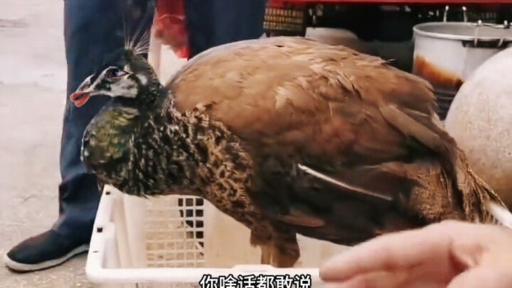 给小鸡开屏我真崩不住了
