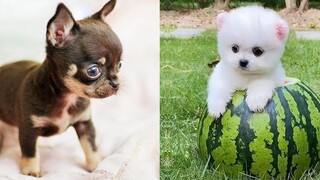 Baby Dogs - การรวบรวมวิดีโอสุนัขตลกและน่ารัก #31 | Aww สัตว์