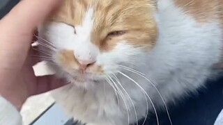 كادت الهرة أن تجد منزلًا جديدًا! يا لكِ من هرة محظوظة، كدتِ أن تحققي نجاحًا باهرًا!