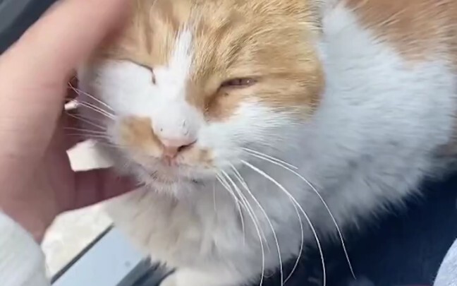 كادت الهرة أن تجد منزلًا جديدًا! يا لكِ من هرة محظوظة، كدتِ أن تحققي نجاحًا باهرًا!