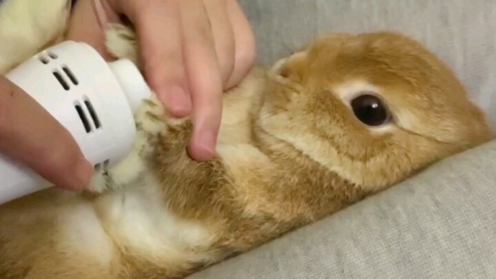 Nghe nói không được sờ chân thỏ, nếu không sẽ bị đá chết?