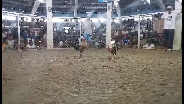 8monts talisay 2x winner