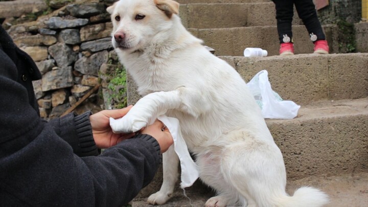 The country dog injured its front paw and patiently cooperated throughout the entire process of its 