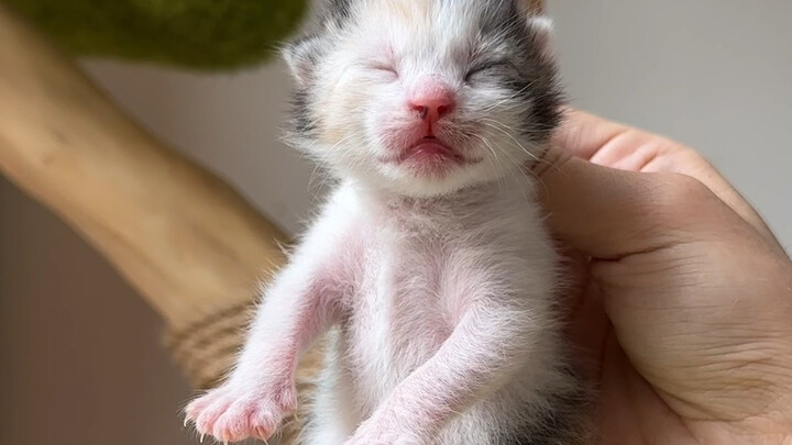 Next, let's name the little kitten!