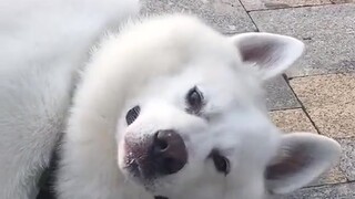 Teased by Teddy and cried in anger, lying on the ground sobbing