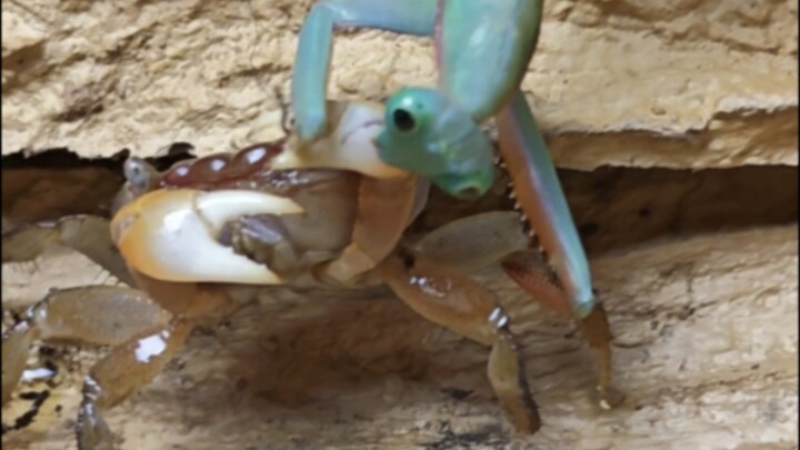 Bọ ngựa đối *a