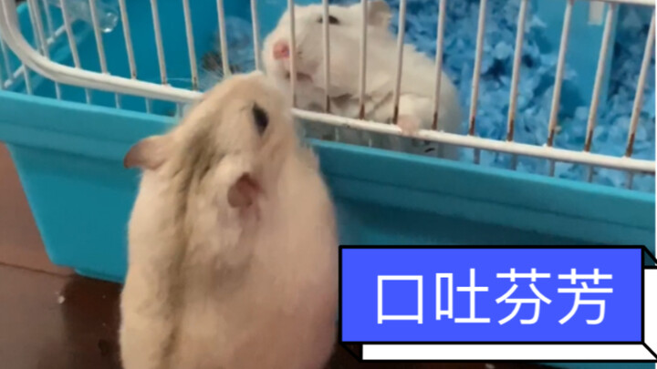 The hamster bursts into a tirade, its voice crisp and melodious.