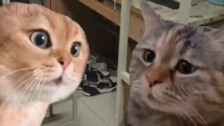 When I asked my roommate why he always watched cat-to-cat conversation videos