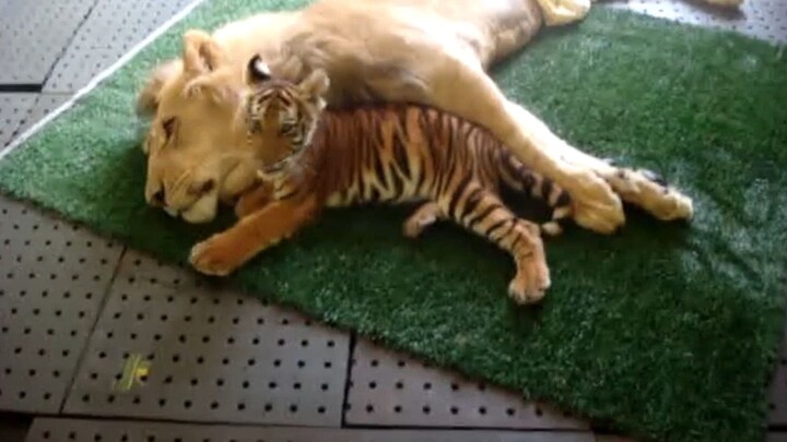 A little tiger plays with an adult male lion! The tiger cub seems to really like this big guy: “Big 