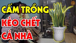 CÂY LƯỠI HỔ Dù Đẹp Đến Mấy Cũng Tuyệt Đối Cấm Trồng Nếu Chưa Biết Điều Này Kẻo Rước Đại Họa Vào Thân