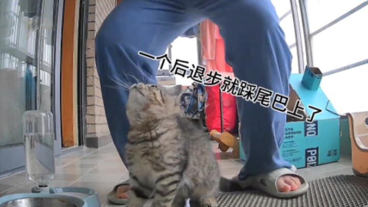 Kucing: “Meskipun Mama-chan itu kayak ayah hidup, asal kasih makan saja sudah cukup.”