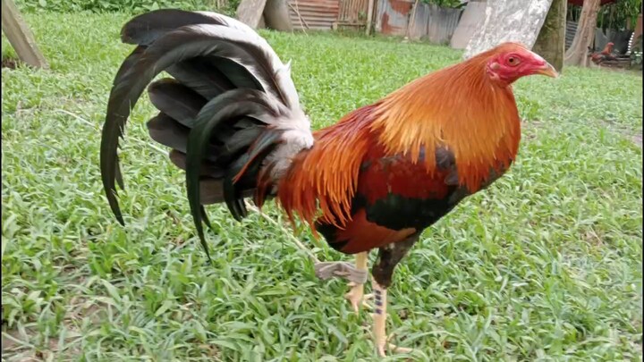 bunalnok