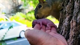 Cô gái trẻ muốn tìm mẹ nuôi cho chú sóc con mồ côi. Liệu cô có thành công không?