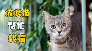 我家猫丢失后，被流浪猫，亲自送了回来