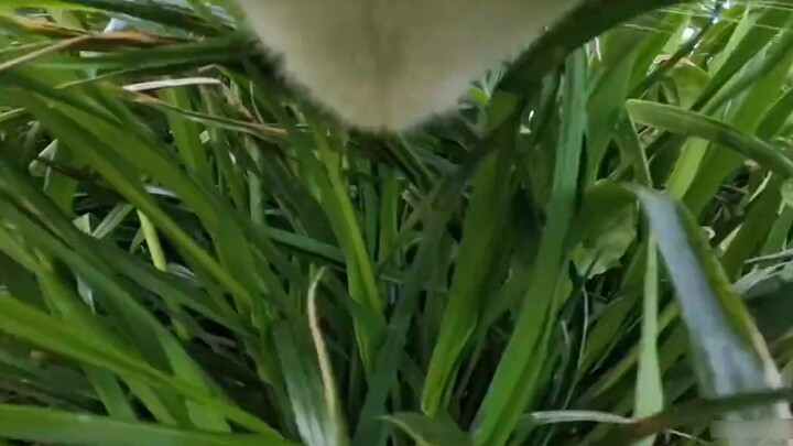 Saya membeli kamera kecil untuk anak kucing itu. Gambar-gambar berikut diambil oleh anak kucing itu 
