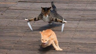 Best Funny Animal Videos Of The 2023 🤣 - Funniest Cats And Dogs Videos 😺😍