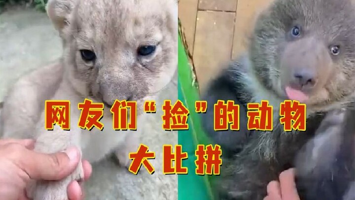 مسابقة رائعة بين رواد الإنترنت لـ"التقاط" الحيوانات! الغريب أنني لا أستطيع التقاط أيّ منها أبدًا!