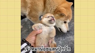 เพื่อนตัวน้อยแสนซน : เจ้าหมาน้อยแสนปุ๊กปิ๊ก