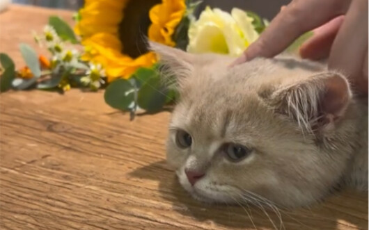 Kucing Kecil Mencoba Seratus Pekerjaan: Hari Ini Jadi Asisten Florist