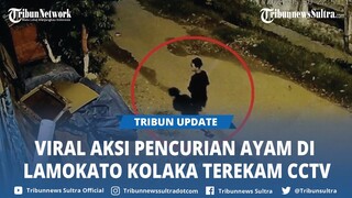 Video Viral Aksi Pencurian Ayam di Kelurahan Lamokato Kolaka Sulawesi Tenggara Terekam CCTV