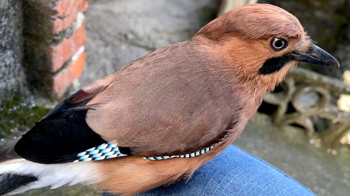 A little bird repays its kindness in a special way by hiding a bug in its owner’s pocket.