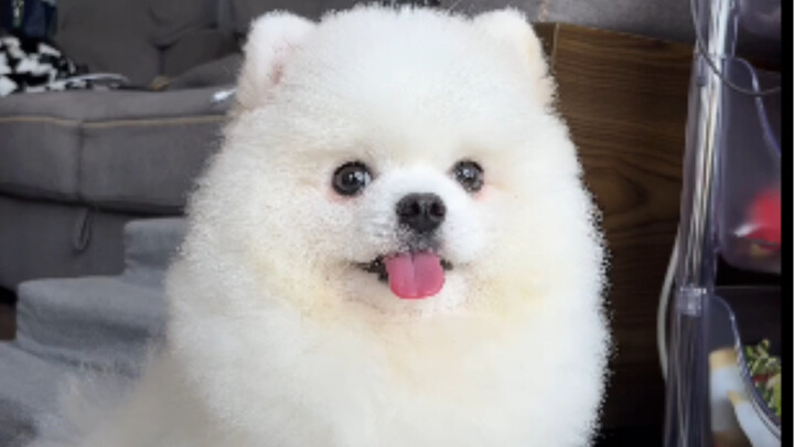 Coffeelittleboy | The most heartwarming polite-dining puppy is back—again!