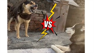 Tik Tok Thú Cưng Hài Hước Dễ Thương  | Chó Mèo Hài Hước | Try Not To Laugh Tik Tok Animals Clean