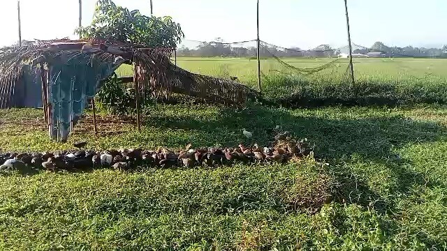 #For National Banded