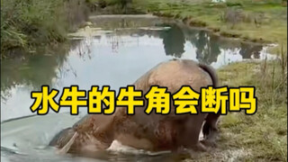 الجاموس المائي حقًا بارع جدًا في السباحة.