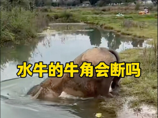 ควายเป็นนักว่ายน้ำที่เก่งจริงๆ