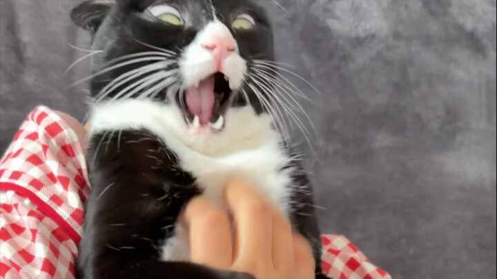 เป้ากางเกงของแมววัวนมน่ารูดมากเลย