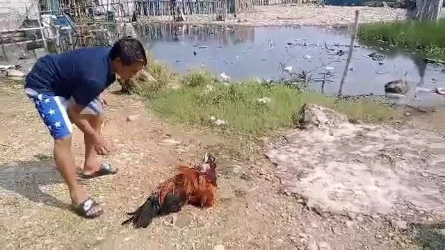 mekus mekus na ni insan