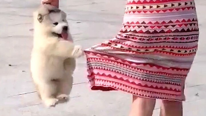 This dog… had me laughing nonstop for 2 minutes and 35 seconds!!