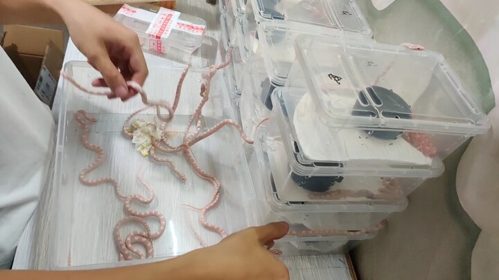 Unboxing Corn Snakes. Massive Failure!