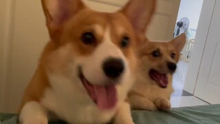 Ordinary Dis Dog