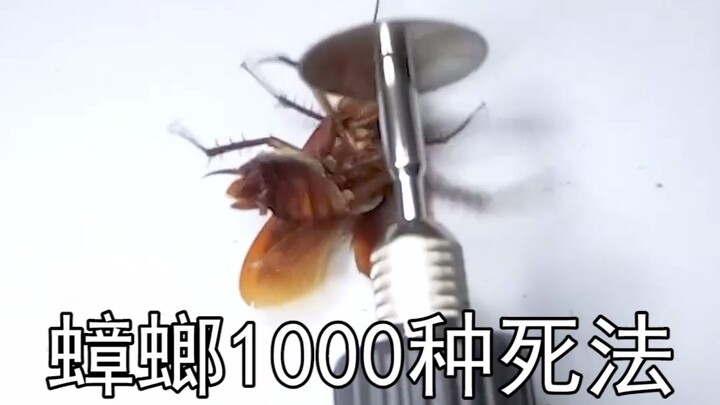 1,000 วิธีตายของแมลงสาบ【42】กระดาษ A4 หมุนด้วยความเร็วสูง ตัดกะลามะพร้าวขาดได้ แล้วมันจะหมุนจนแมลงสาบ