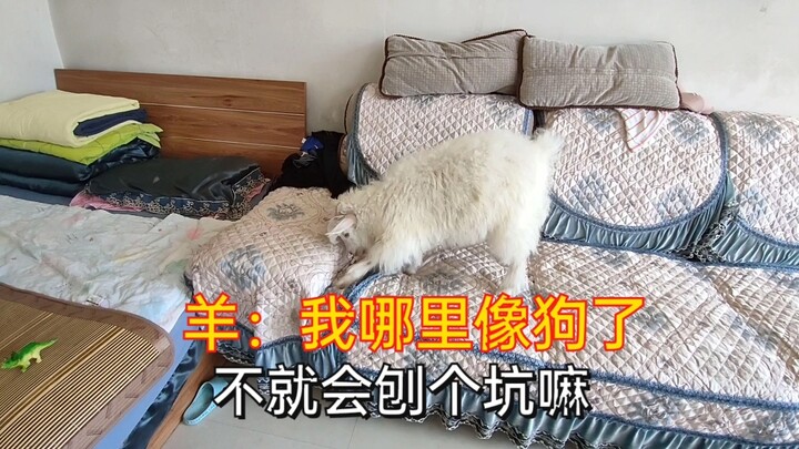 Đàn cừu nhà người chăn nuôi quấn chủ như cún, bị đánh vẫn mặt ngốc ngếch đáng yêu, thật muốn nuôi mộ