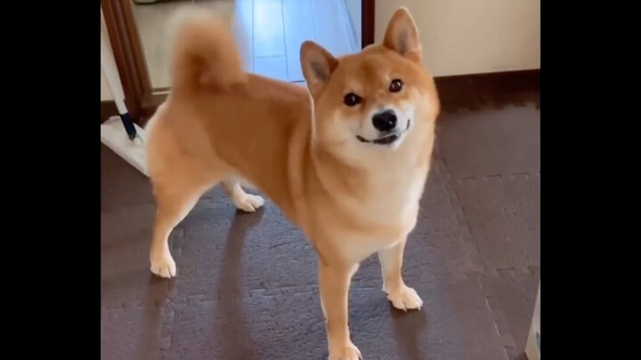 Chai Chai gets so excited whenever he sees his human! His tail curls into a donut shape, and he just