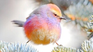 “That’s why I love birds so much.”