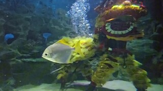 水下舞狮表演!网友惊讶“这不就是现实版避水金晶兽吗？”