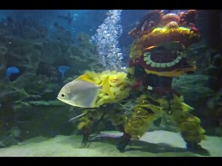 Underwater lion dance performance! Netizens are surprised: "Isn't this the real-life version of the 