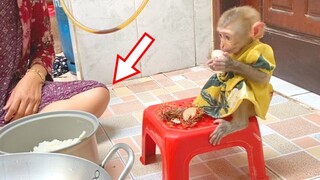 Baby Monkey Sitting On The Chair Watch Grandma Make Fried Rice With Sausage