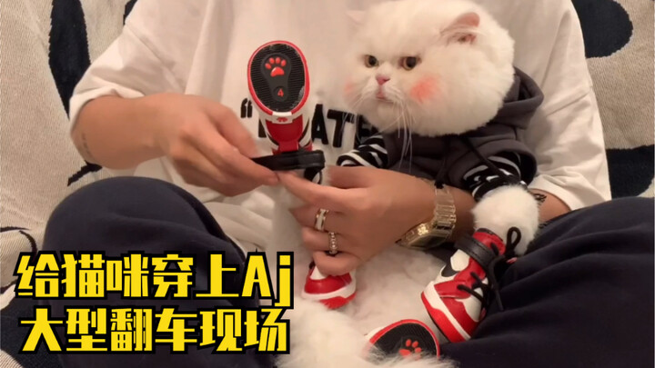 These days, even cats are rocking Ajs! But after putting them on, I just feel like yelling at someon