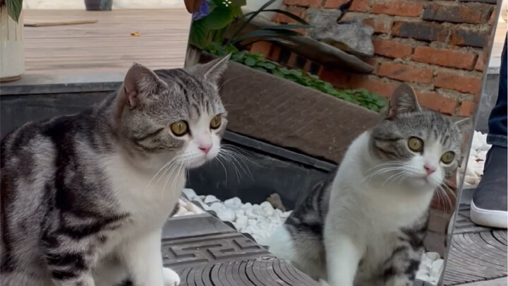 Tak disangka, setelah bercermin, kucing itu pun sangat memperhatikan penampilannya sendiri