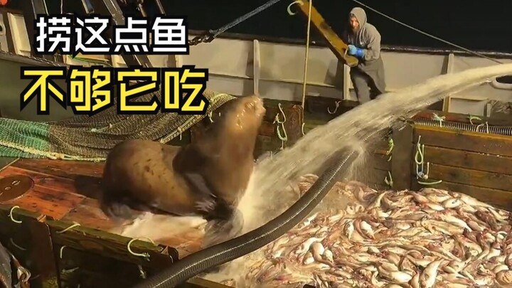 Those hilarious animal videos!